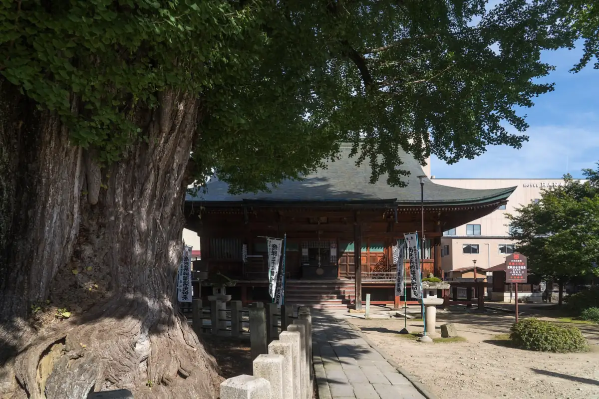 Hida Kokubunji temple in Takayama, with a huge tree and dense green foliage beside its hall