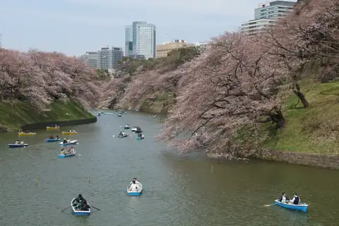 지도리가후치 해자를 따라 핀 벚꽃, 물 위의 보트와 뒤로 보이는 도시 건물들