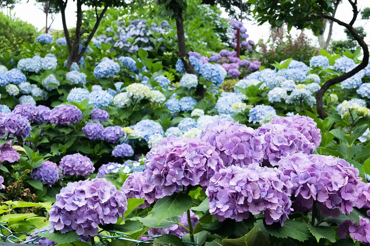 Clusters of purple, blue and white hydrangeas in bloom among green leaves and trees at Hakusan Shrine