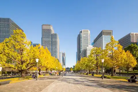 마루노우치의 넓은 거리에 늘어선 노란 단풍나무들과 뒤쪽의 고층 빌딩