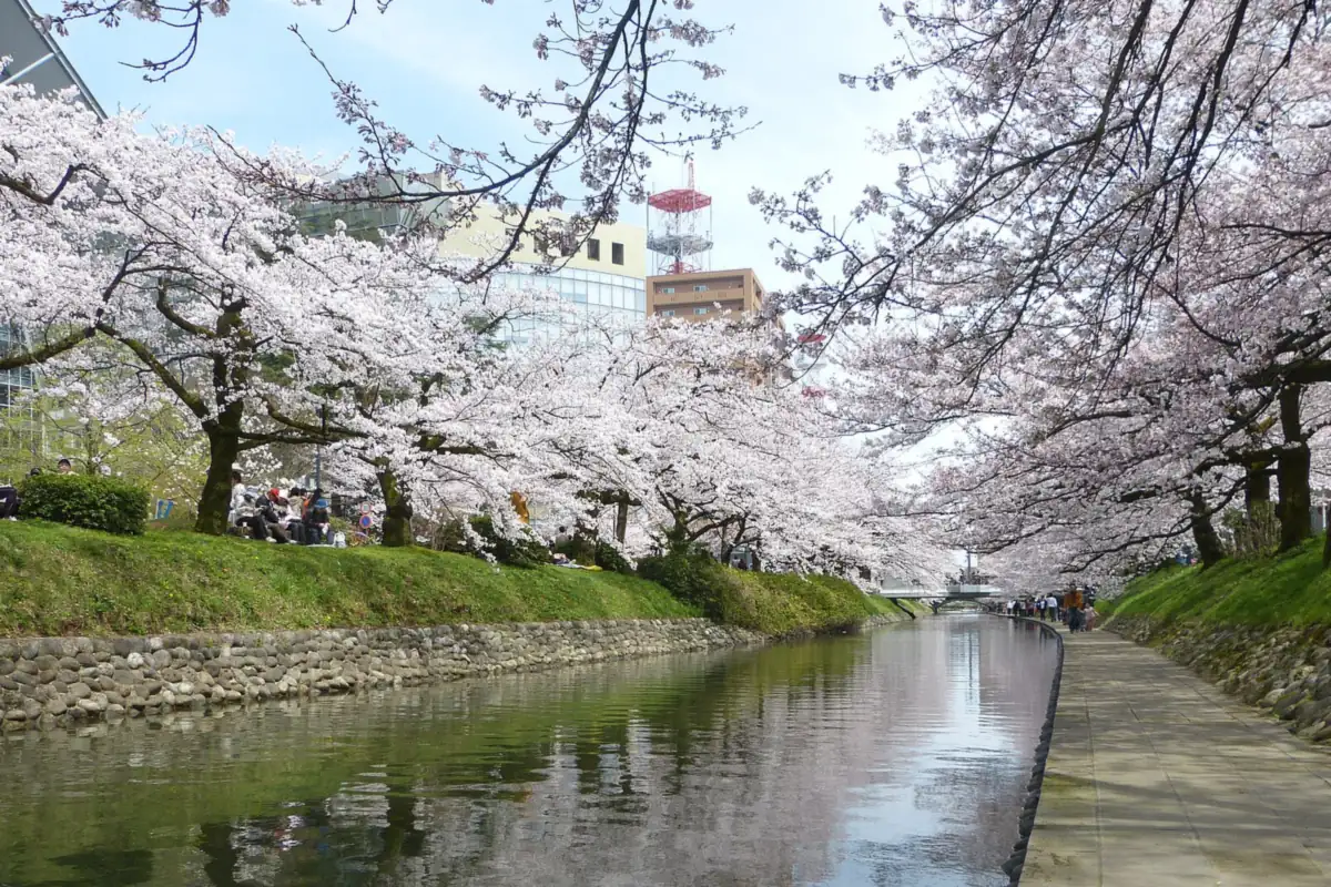 富山河畔公園盛開的櫻花樹與背後可見的建築群