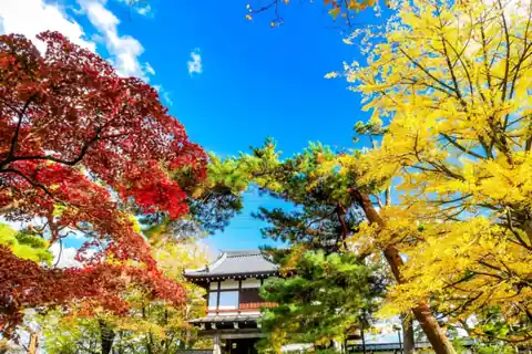 Red maple and yellow ginkgo leaves framing a traditional gate at Senshu Park, Akita