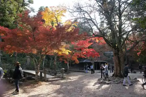 Red, orange and yellow maple trees with visitors walking through Momijidani park on Miyajima