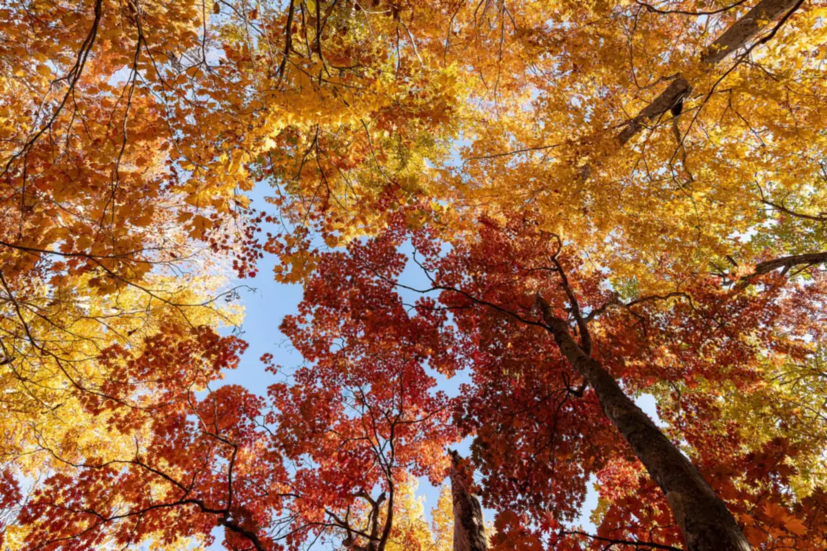 Red, orange, and yellow autumn leaves seen from below in the mountains of Mount Aizu-Koma, Fukushima