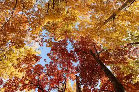Red, orange, and yellow autumn leaves seen from below in the mountains of Mount Aizu-Koma, Fukushima