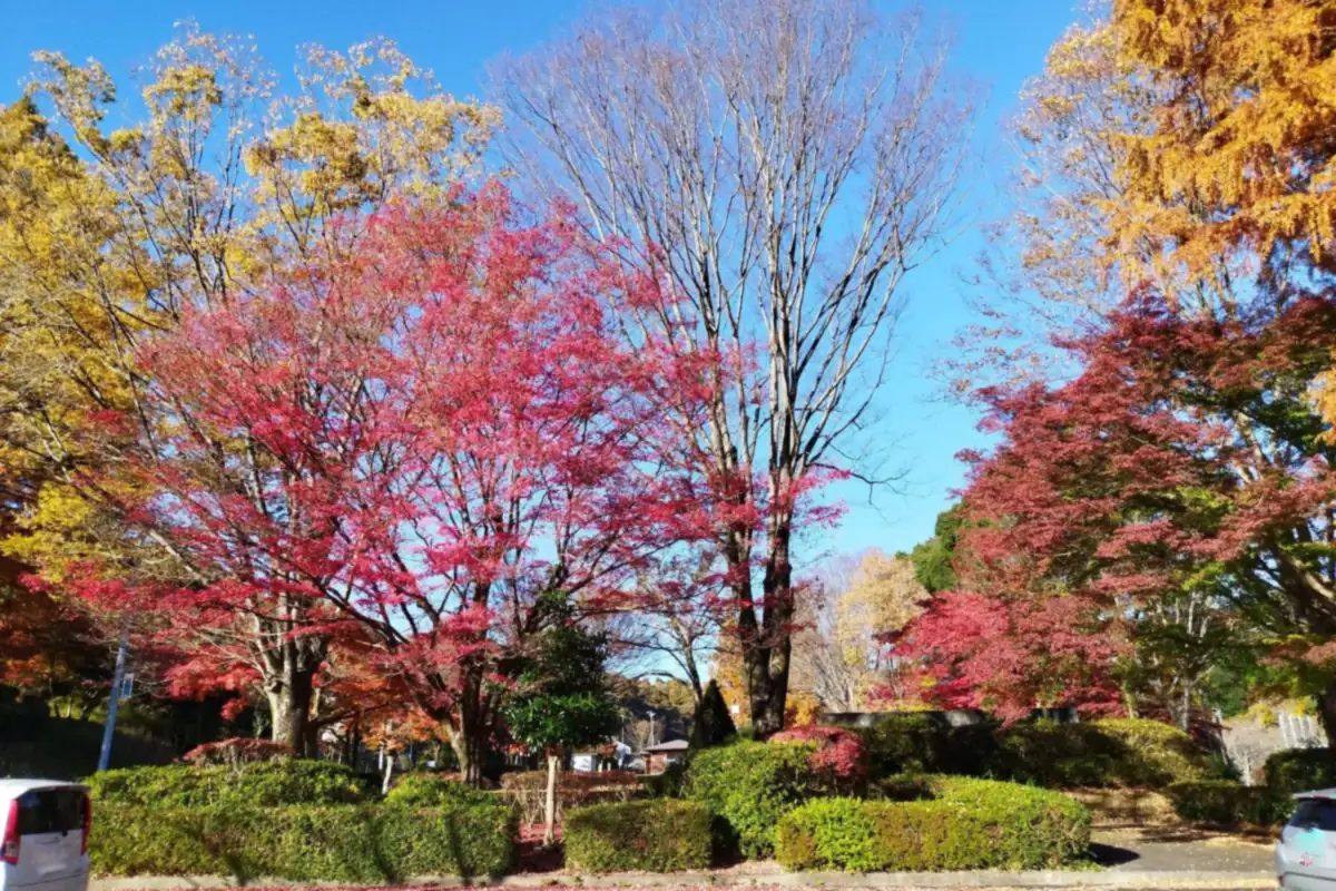 岐阜縣瑞浪市民公園的紅黃秋色樹木