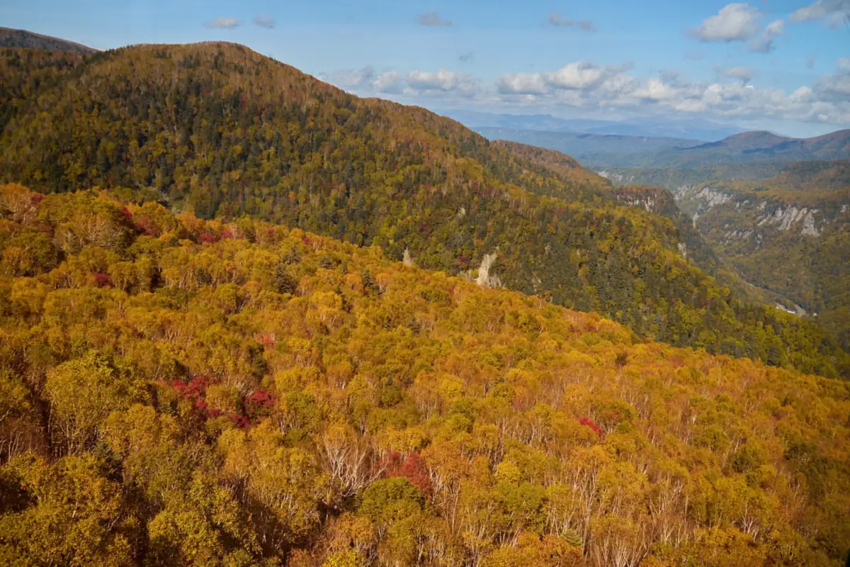 北海道大雪山黑岳山坡覆蓋金橙色夾雜斑斑紅色的秋葉