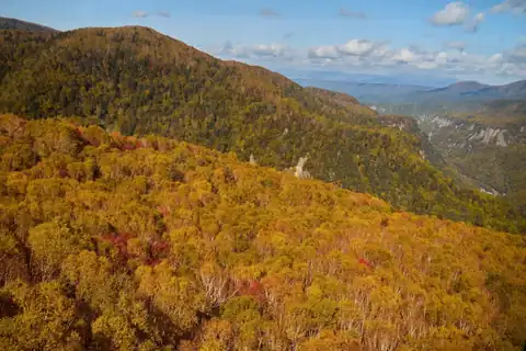 Golden and orange autumn foliage with patches of red covering mountain slopes at Kurodake in Hokkaido's Daisetsuzan mountains