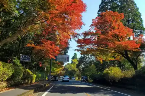 Red and orange autumn leaves along National Route 223 in Kirishima, Kagoshima