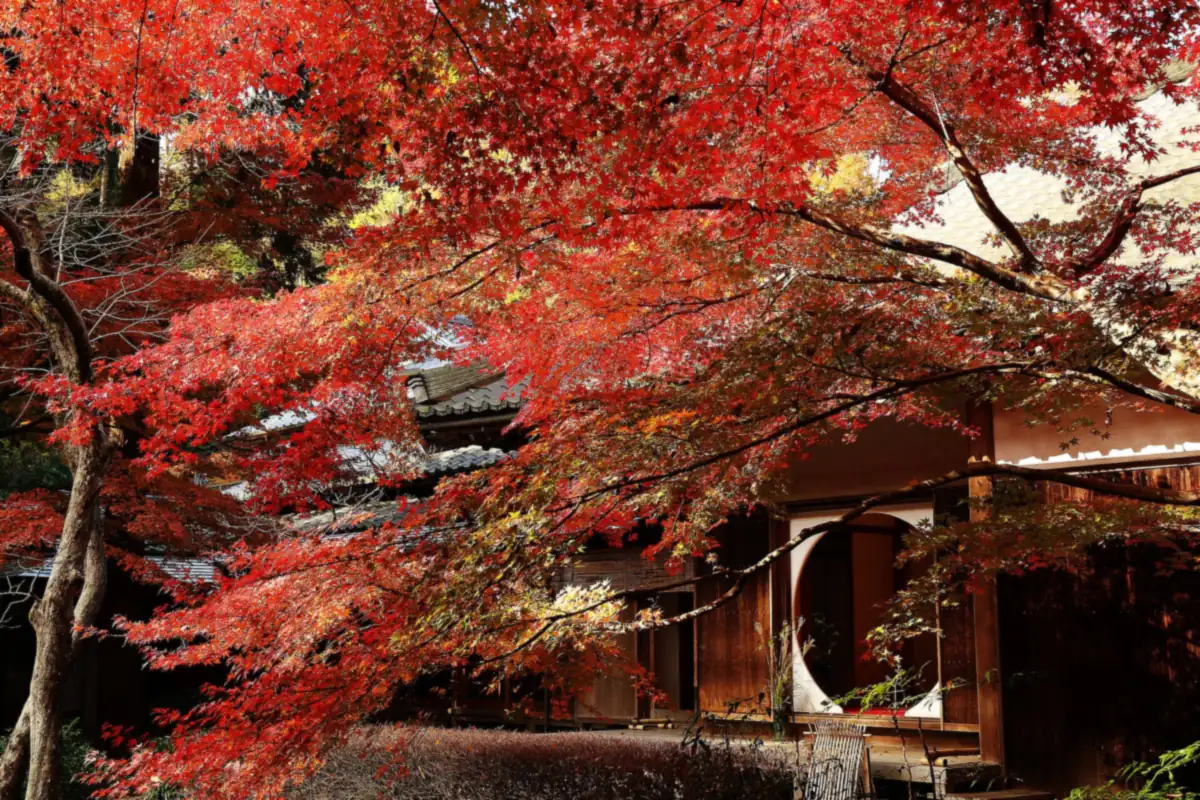 北鎌倉・明月院の丸窓のある木造の寺の建物の前に、鮮やかな赤に色づいたモミジ