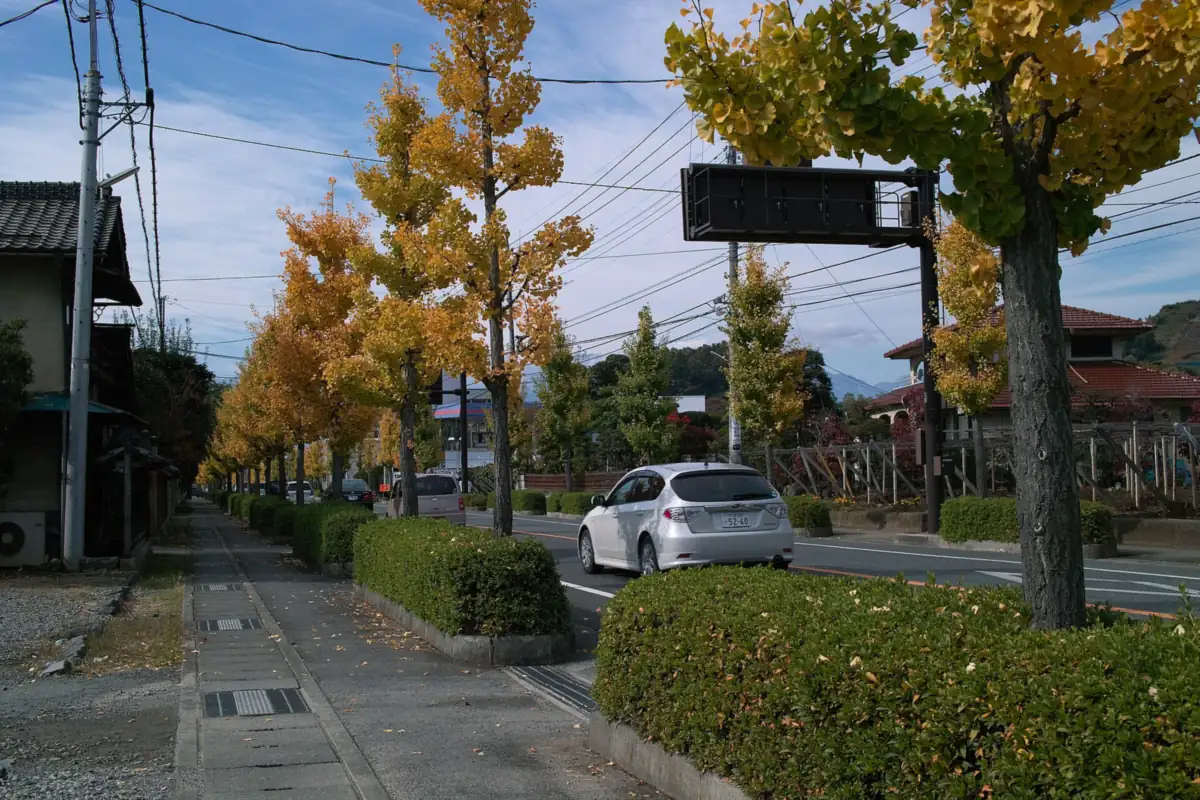山梨縣道路兩側成排的黃色銀杏樹