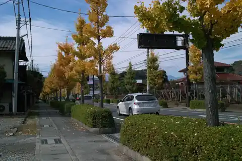 Yellow ginkgo trees lining a road in Yamanashi