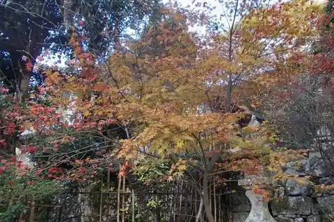 Orange, yellow and red autumn leaves on a tree at Hikosan Jingu Shrine in Fukuoka