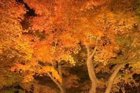 Orange and yellow maple leaves lit up at night in Yuushien Garden, Matsue