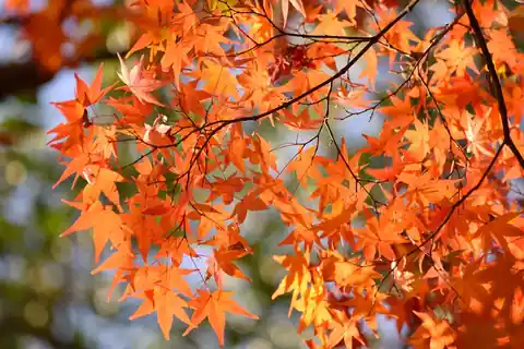 Close-up of vivid orange and red maple leaves in Nagasaki