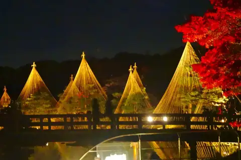 Cone-shaped yukitsuri ropes around pine trees lit up at night in Shirotori Garden, Nagoya, with red maples on the right
