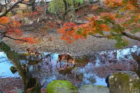 Two deer drinking from a stream beneath red autumn maple leaves in Nara Park