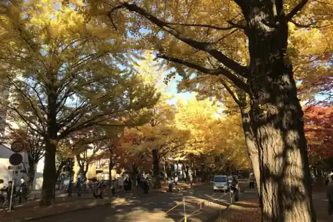 Yellow ginkgo tree-lined avenue at Hokkaido University in Sapporo