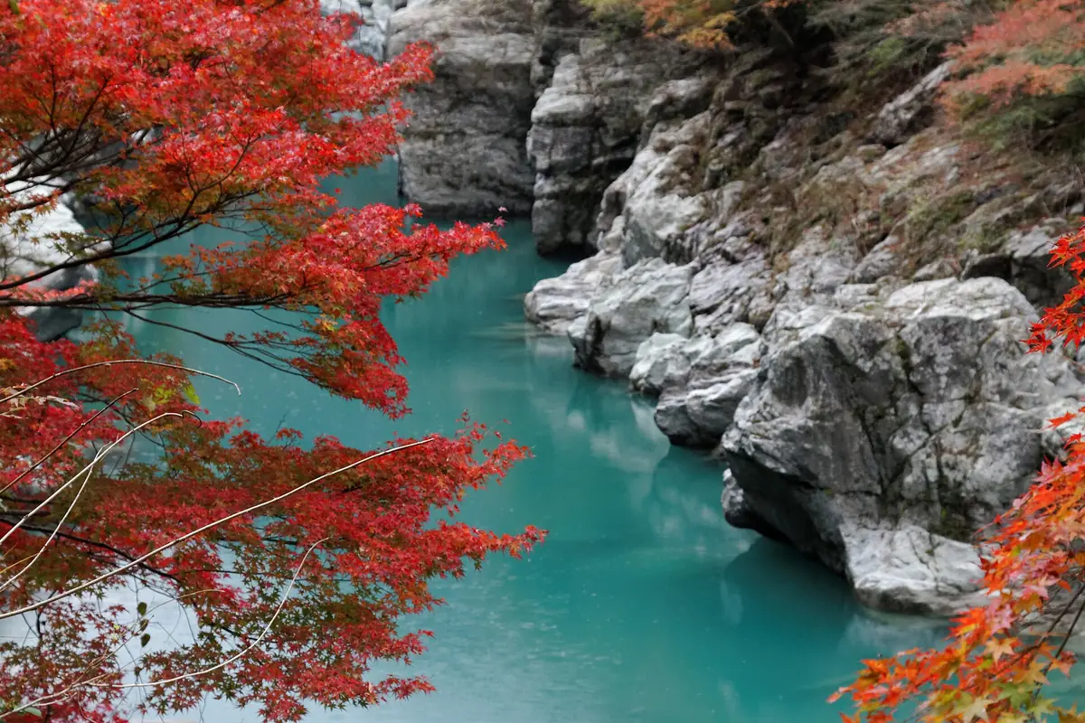 四國祖谷溪，紅色楓葉垂掛在點綴著白色岩石的碧綠溪流上方