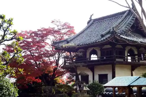 Bright red maple leaves beside the tiled roof of Koshoji Temple in Kagawa Prefecture, Japan