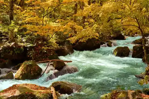 Yellow autumn foliage over the Oirase Stream flowing through moss-covered rocks in Oirase Gorge, Tohoku