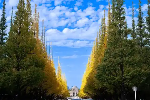 Yellow ginkgo trees lining an avenue at Meiji Jingu Gaien in Tokyo with a building visible at the end