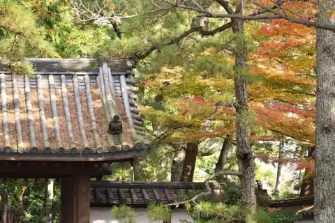 Autumn maple leaves in red, orange and yellow around a tiled gate roof at Sankeien Garden in Yokohama