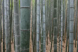 Tall green bamboo stalks in the Arashiyama bamboo grove in Kyoto.