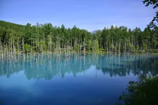 The milky turquoise Shirogane Blue Pond in Biei, Hokkaido, with bare tree trunks standing in the still water and forest behind.