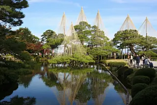 Pine trees supported by conical yukitsuri rope frames reflected in a pond at Kenroku-en garden in Kanazawa.