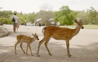 A sika deer doe and her spotted fawn walking along a path in Nara Park, with visitors in the soft-focus background.