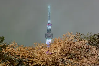 Tokyo Skytree lit up on a misty night behind branches of cherry blossoms.