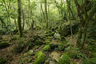 A moss-covered forest floor with boulders and a small stream in Shiratani Unsuikyo Gorge on Yakushima.