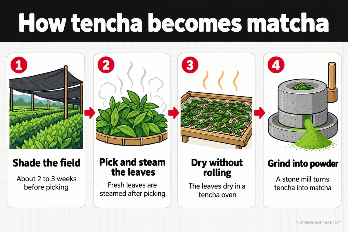 How tencha becomes matcha. Shade the field. About 2 to 3 weeks before picking. Pick and steam the leaves.