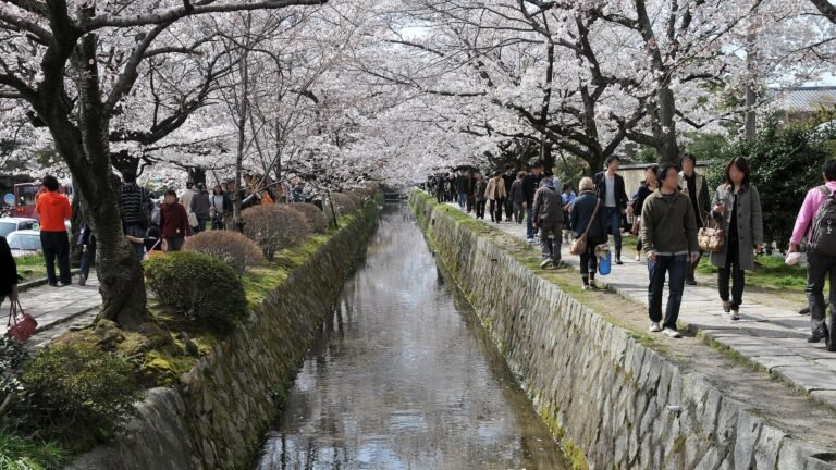 Cherry trees in full bloom along the stone-walled canal of the Philosopher's Path in Kyoto, with people walking
