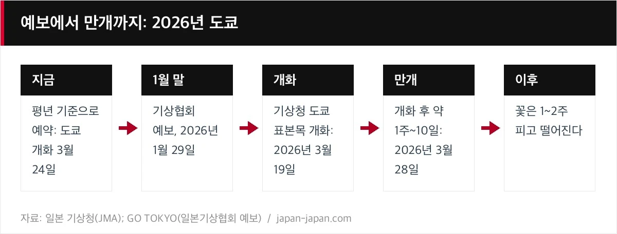예보에서 만개까지: 2026년 도쿄