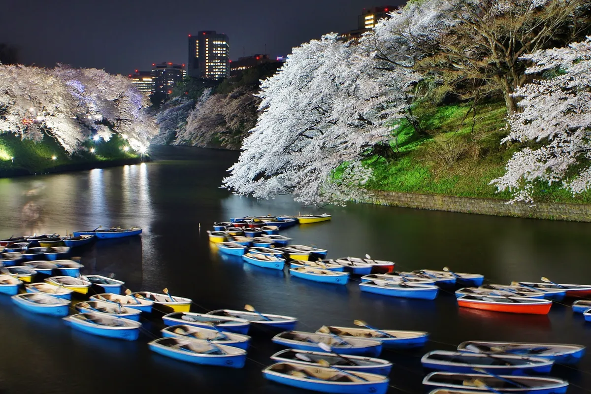 Illuminated cherry trees in full bloom along the Chidorigafuchi moat in Tokyo, with rowing boats on the water