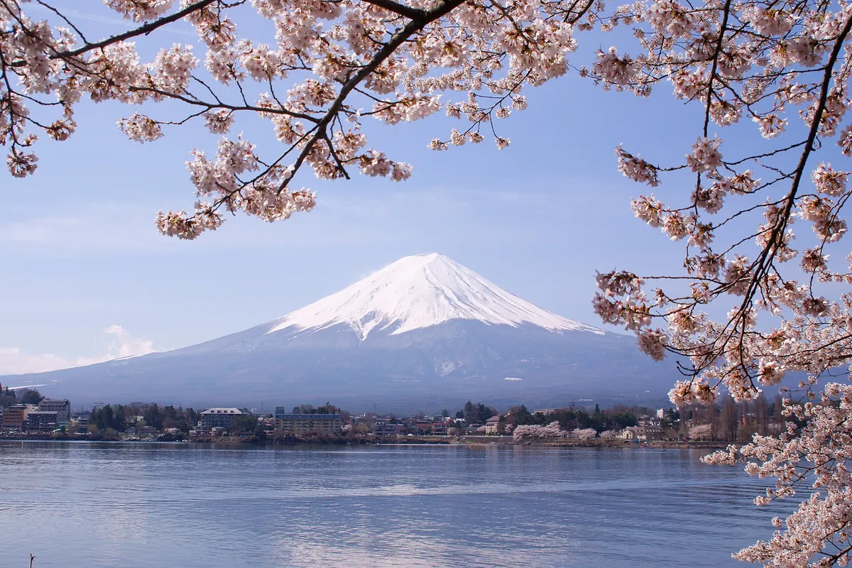 Cherry blossom branches framing snow-capped Mount Fuji rising behind Lake Kawaguchi