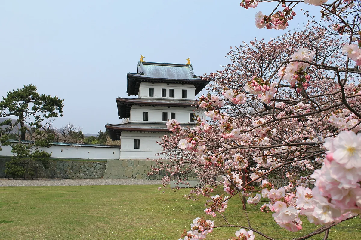 Pink cherry blossoms in front of the white tower of Matsumae Castle in Hokkaido, with a green lawn below