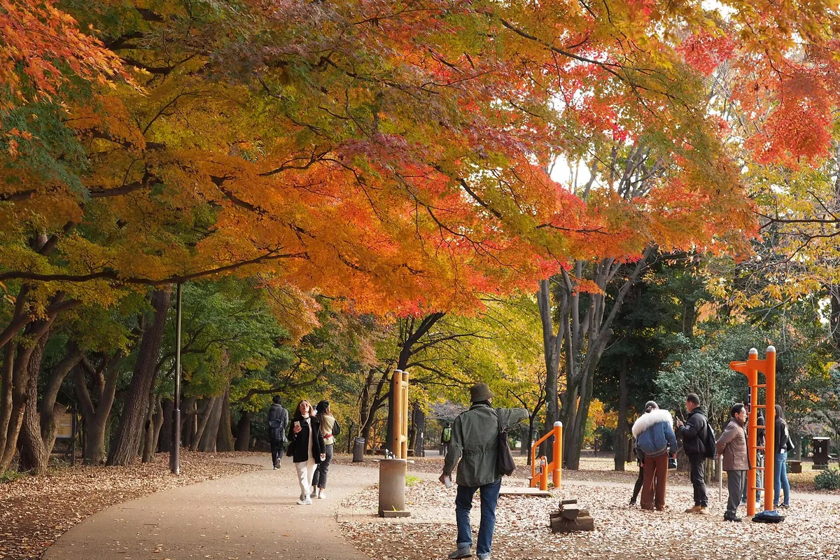A tree-lined path in Inokashira Park with orange and red autumn foliage, with people walking and standing along the path.