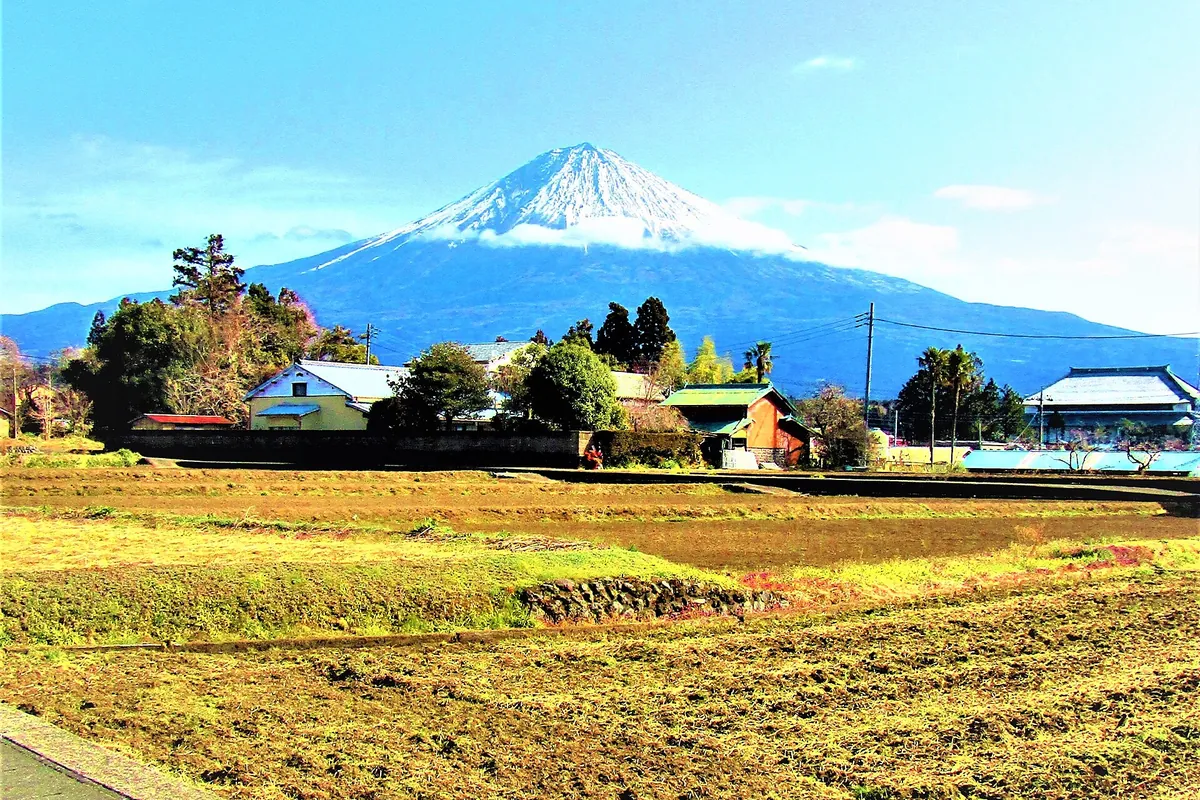 Snow-capped Mount Fuji rising above farm fields, trees and houses in Fujinomiya, Shizuoka Prefecture