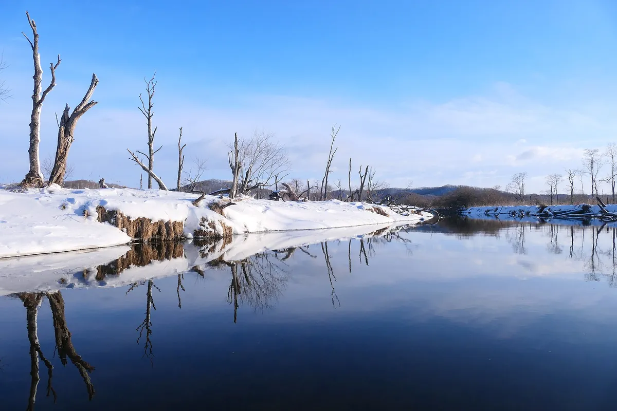 The Kushiro River winding through snow-covered Kushiro Marsh with bare trees reflected in the still water, Hokkaido