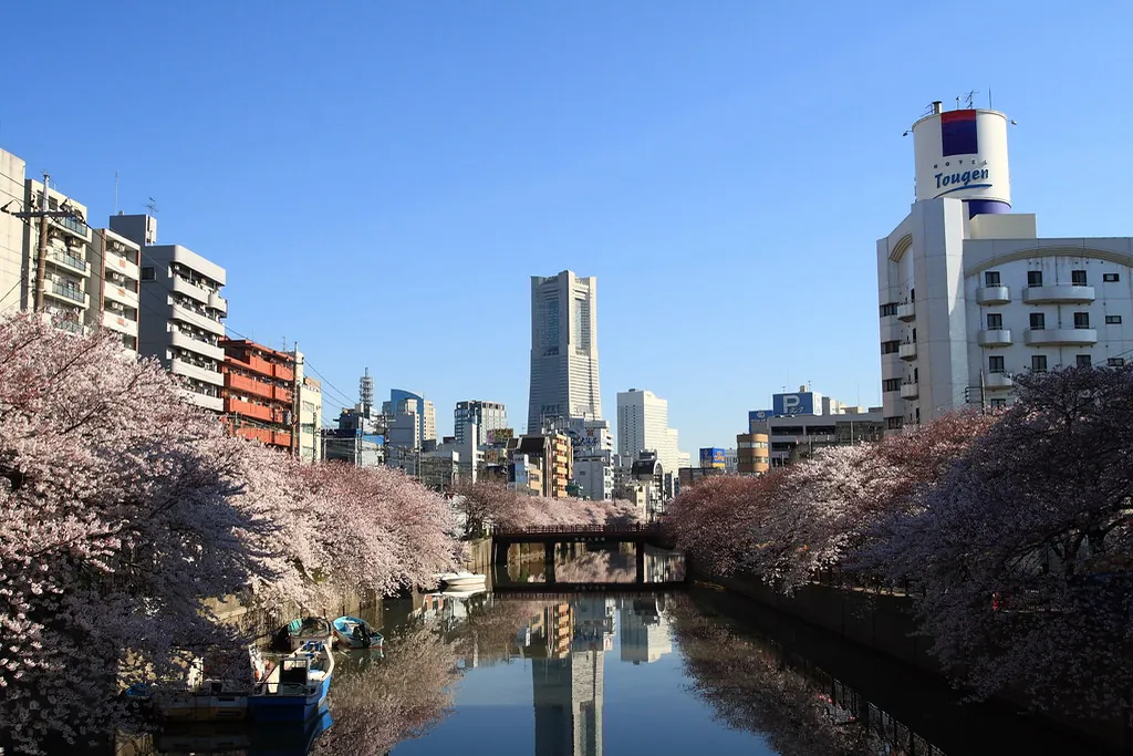 横浜の川の両岸に並ぶ桜、下には係留された船、奥にみなとみらいの高層ビル群が見える