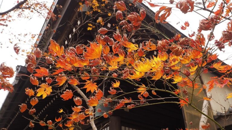 Bright orange and red maple leaves hanging over the dark eaves of a traditional Japanese temple roof at Hondo-ji