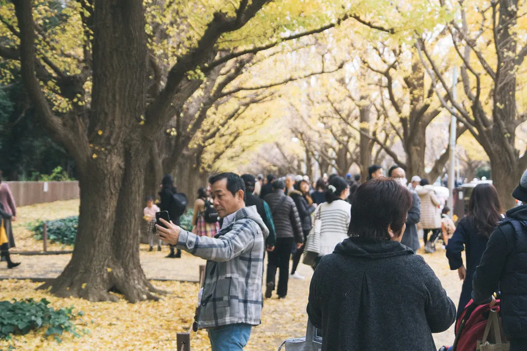 Rows of golden ginkgo trees along an avenue at Meiji Jingu Gaien, with people walking and taking photos beneath