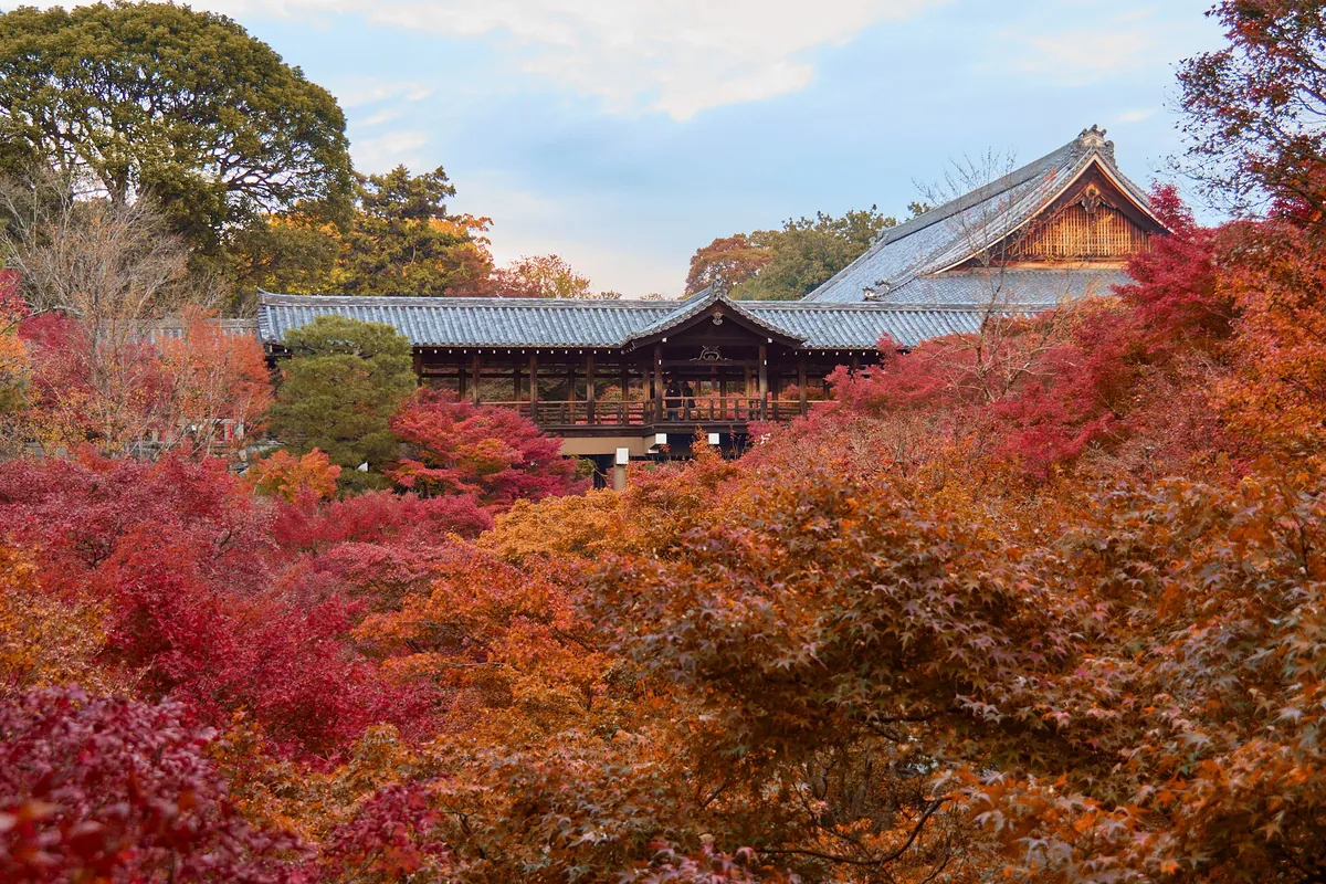 Red and orange maple trees filling the valley below Tofuku-ji temple's wooden corridor bridge in Kyoto