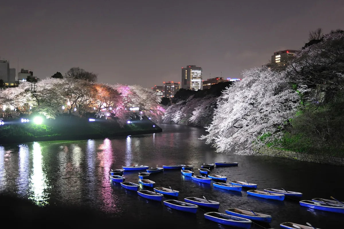 夜にライトアップされた東京・千鳥ヶ淵の桜。水面にボートが浮かんでいる