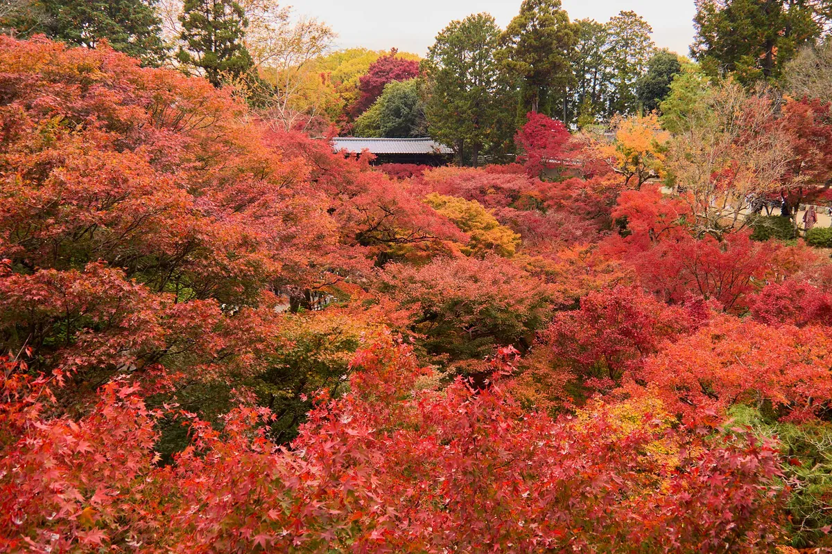 京都・東福寺の庭園にある、赤やオレンジに染まったもみじの紅葉。木々の間にお寺の屋根が見える