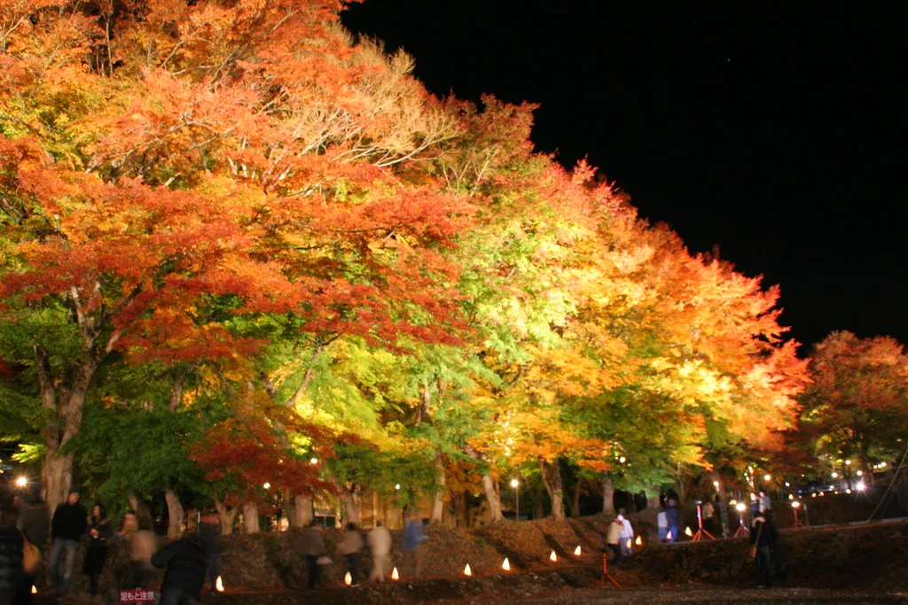 People walking beneath an illuminated tunnel of red, orange and green maple leaves arching over a path at night