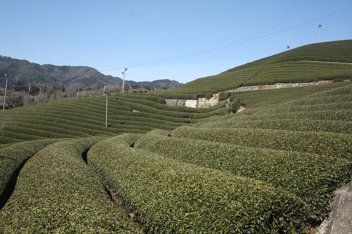 Rows of green tea bushes covering a terraced hillside in Wazuka, Kyoto Prefecture, with mountains in the background